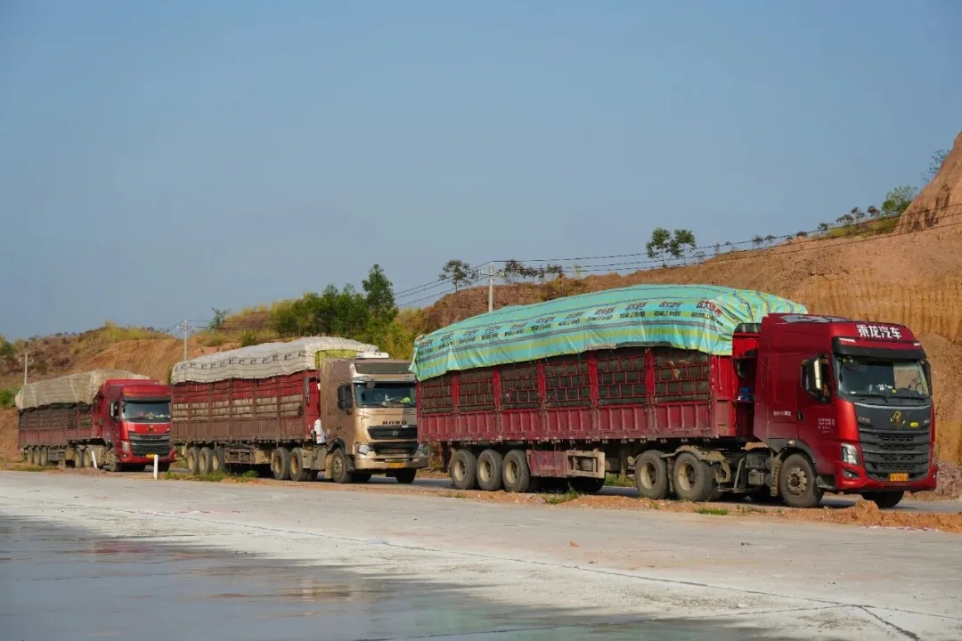 广西建晖纸业首批木片顺利进厂，全产业链运转按下“加速键”